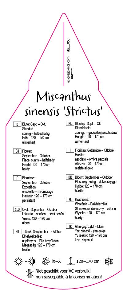 Miscanthus sinensis Strictus