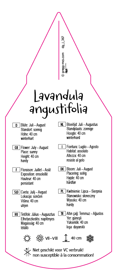 Lavandula angustifolia