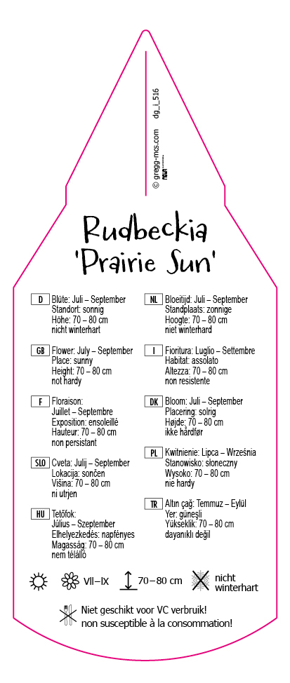 Rudbeckia Prairie Sun