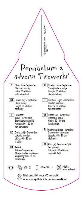Pennisetum advena Fireworks