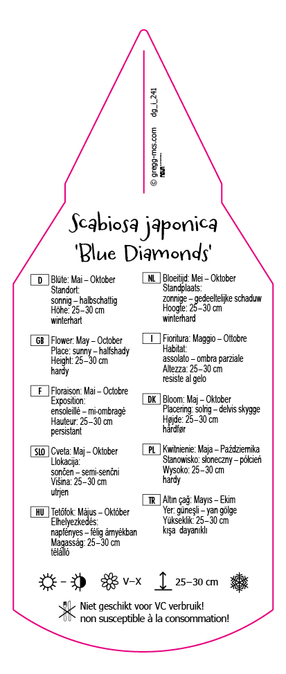 Scabiosa japonica Blue Diamonds
