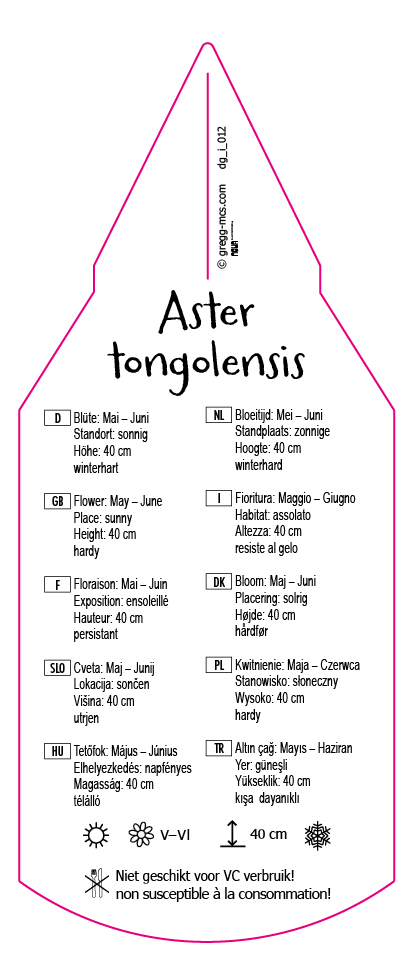 Aster tongolensis