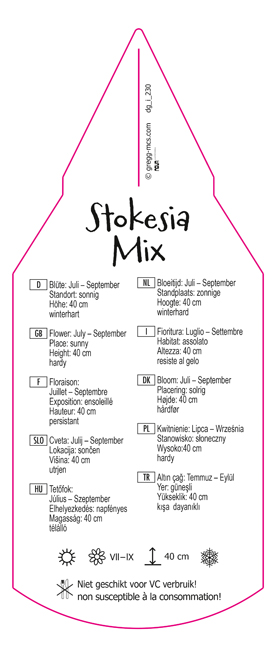 Stokesia Mix