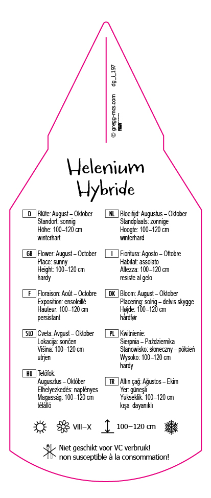 Helenium Hybr.