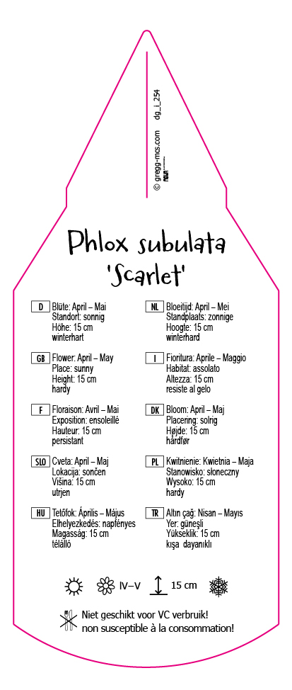 Phlox subulata Scarlet
