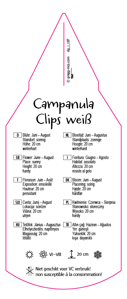 Campanula Clips weiß