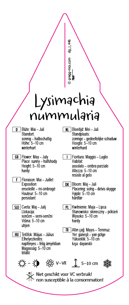 Lysimachia nummularia
