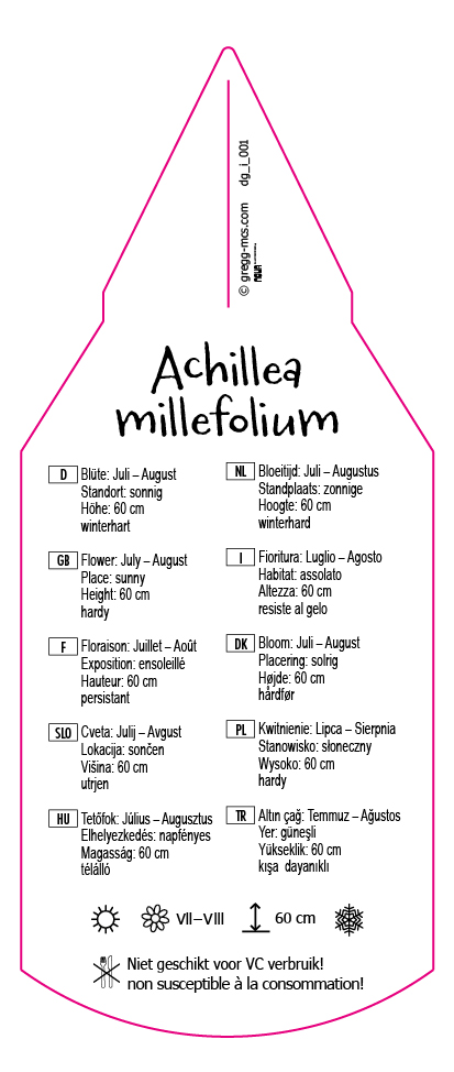 Achillea millefolium Summer Pastels