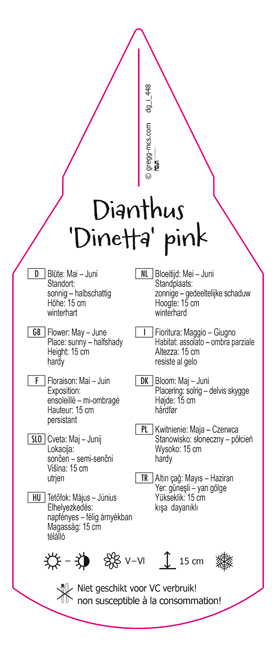 Dianthus Dinetta pink