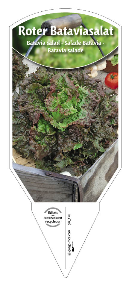 Salat, Batavia- rot