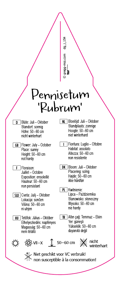 Pennisetum Rubrum