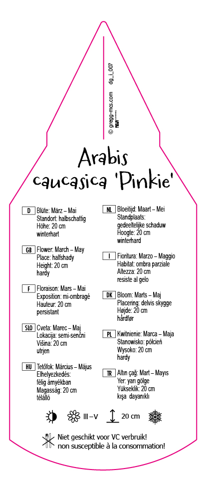 Arabis caucasica Pinkie