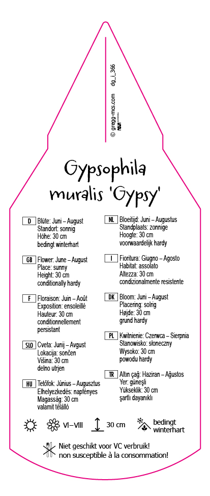 Gypsophila Gypsy rosa