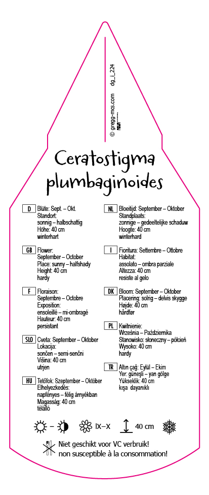 Ceratostigma plumbaginoides