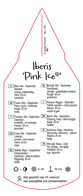 Iberis Pink Ice®