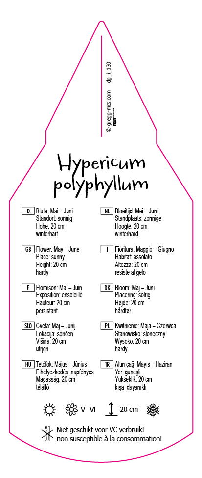 Hypericum polyphyllum