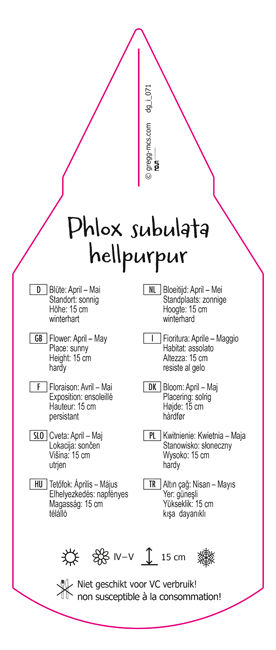 Phlox subulata hellpurpur