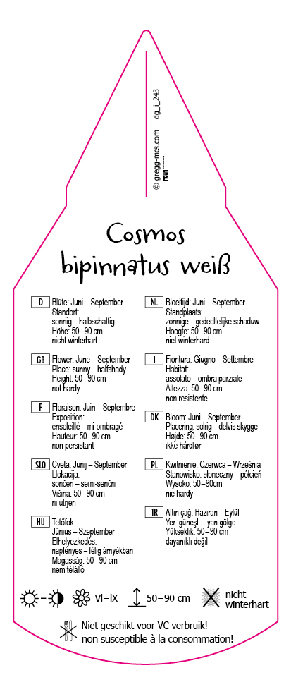 Cosmos bipinnatus weiß