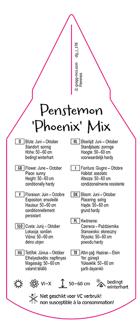 Penstemon Phoenix Mix