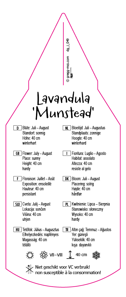 Lavandula angustifolia Munstead