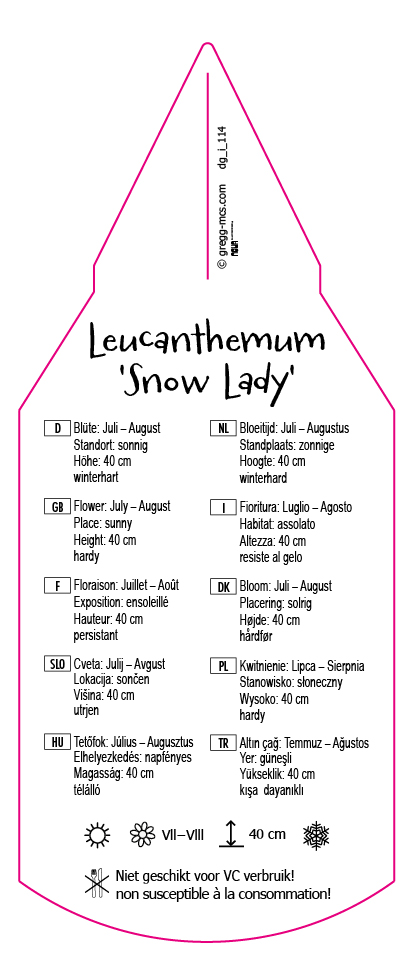 Leucanthemum maximum Snow Lady