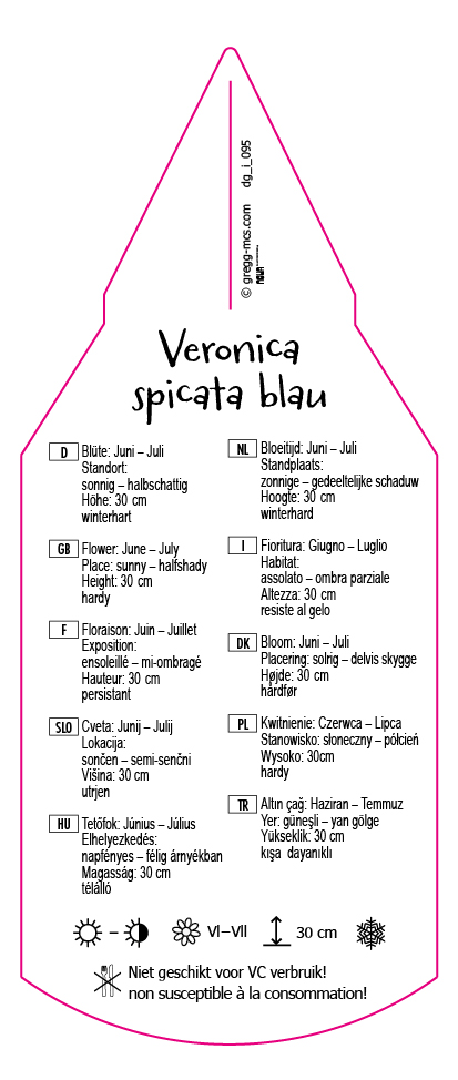 Veronica spicata blau