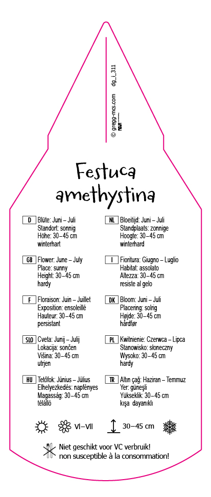 Festuca amethystina