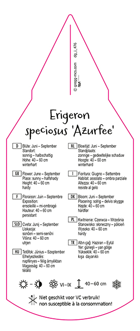 Erigeron speciosus Azurfee