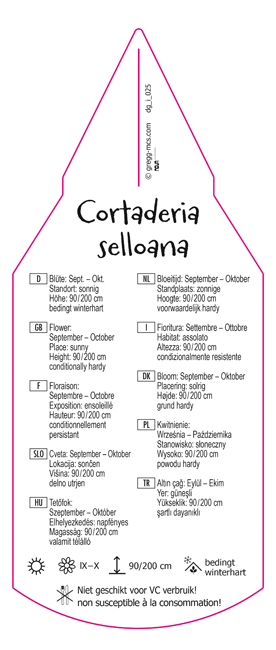 Cortaderia selloana