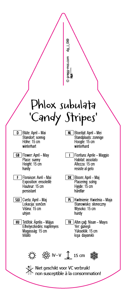 Phlox subulata Candy Stripes (Mikado)