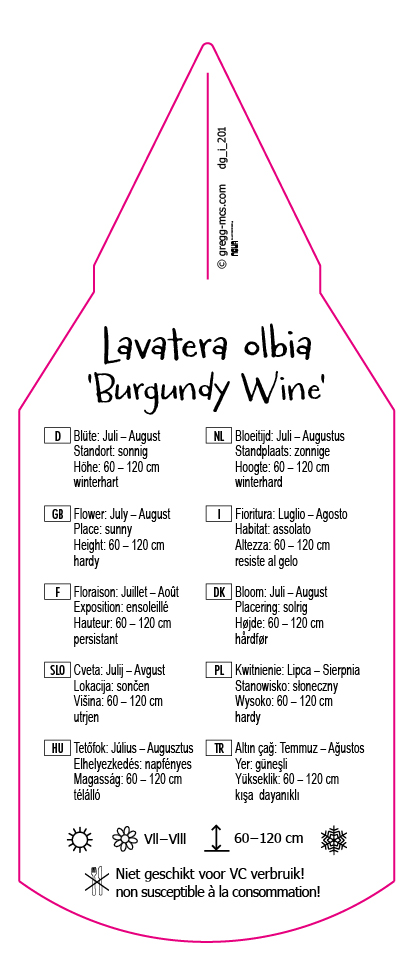 Lavatera olbia Burgundy Wine
