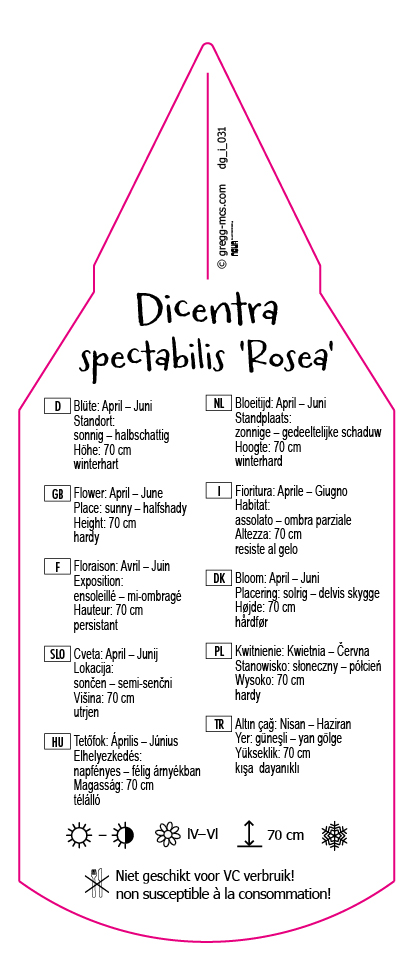 Dicentra spectabilis Rosea