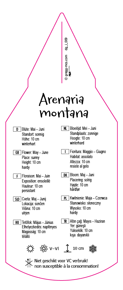 Arenaria montana weiß
