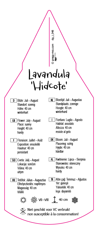 Lanvandula angustifolia Hidcote