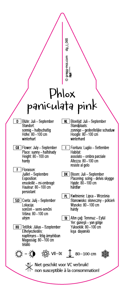 Phlox paniculata pink mit weißer Mitte