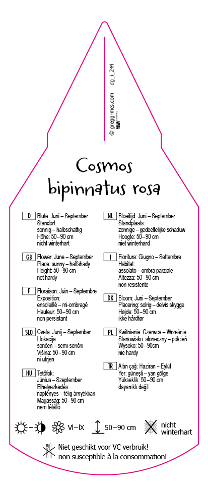 Cosmos bipinnatus rosa