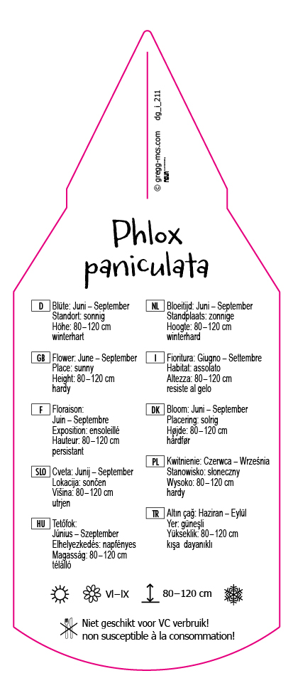 Phlox paniculata Mix