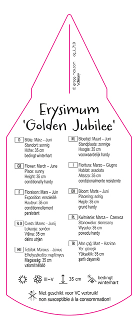 Erysimum Golden Jubilee