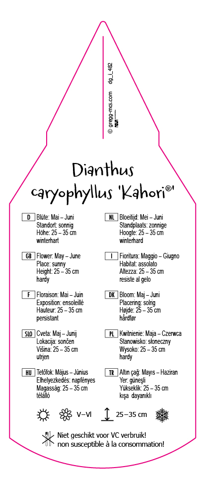 Dianthus caryophyllus Kahori