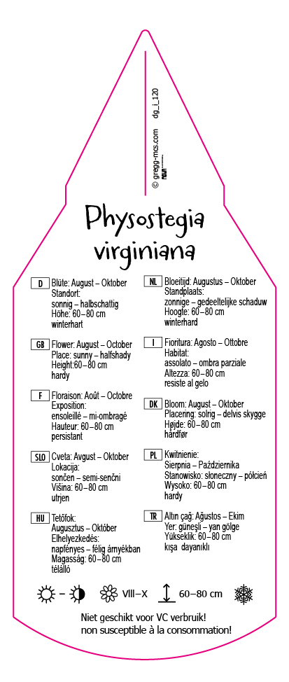 Physostegia virginiana rosa