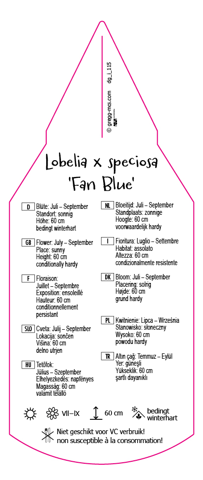 Lobelia y speciosa Fan Blue