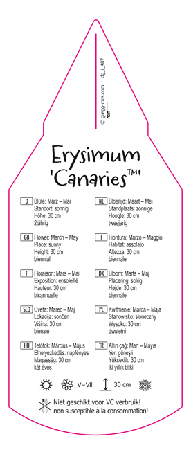 Erysimum Canaries