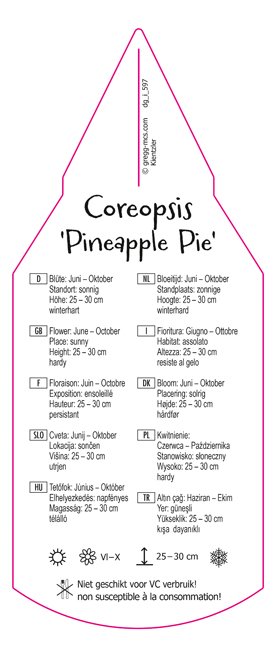 Coreopsis Pineapple Pie