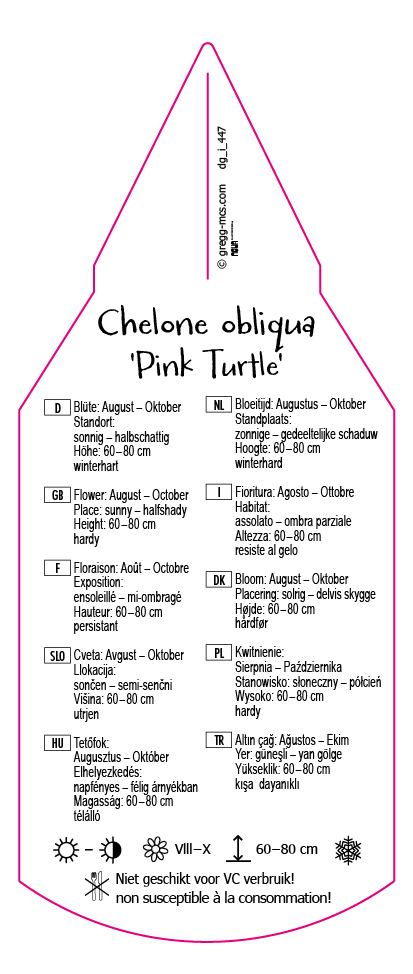 Chelone Pink Turtle
